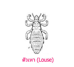 เหา ที่ศีรษะ เส้นผม (Louse) รักษาเหา กำจัดเหา ทำยังไง